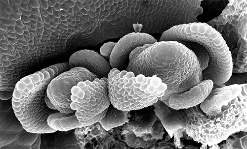 Selaginella root tip
